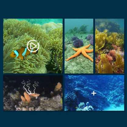 RAYS MantaVision™ | Underwater RC